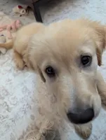 Moses, a male Golden Retriever for sale in Rockford, IL – Photo 4 of 4