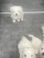 Snoopy, a male Maltese for sale in Staten Island, NY – Photo 2 of 2