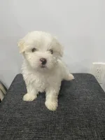 Snoopy, a male Maltese for sale in Staten Island, NY – Photo 1 of 2