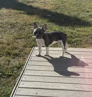 Bluey, a male French Bulldog for sale in Jasper, IN – 1 of 1