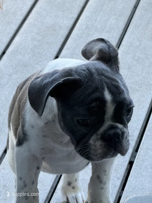 Otis – French Bulldog puppy for sale in Jasper, IN