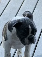 Otis, a male French Bulldog for sale in Jasper, IN – 1 of 2