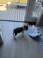 Otis, a male French Bulldog for sale in Jasper, IN – 2 of 2