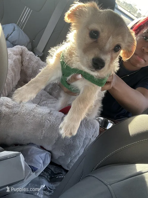 Milo – German Shepherd Dog, Maltese puppy for sale in Merrillville, IN