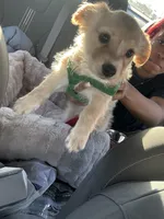 Milo, a male German Shepherd Dog and Maltese for sale in Merrillville, IN – Photo 1 of 2