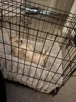 Milo, a male German Shepherd Dog and Maltese for sale in Merrillville, IN – Photo 2 of 2