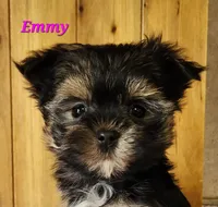 Emmy, a female Morkie for sale in Sheridan, MI – 2 of 3