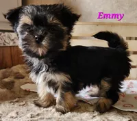 Emmy, a female Morkie for sale in Sheridan, MI – 1 of 3