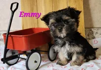 Emmy, a female Morkie for sale in Sheridan, MI – 3 of 3