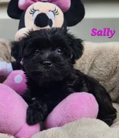 Sally, a female Bichon Frise and Yorkshire Terrier for sale in Sheridan, MI – 3 of 4