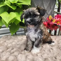 Twinkle, a female Bichon Frise and Yorkshire Terrier for sale in Sheridan, MI – 6 of 6