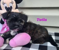 Twila, a female Bichon Frise and Yorkshire Terrier for sale in Sheridan, MI – 3 of 6