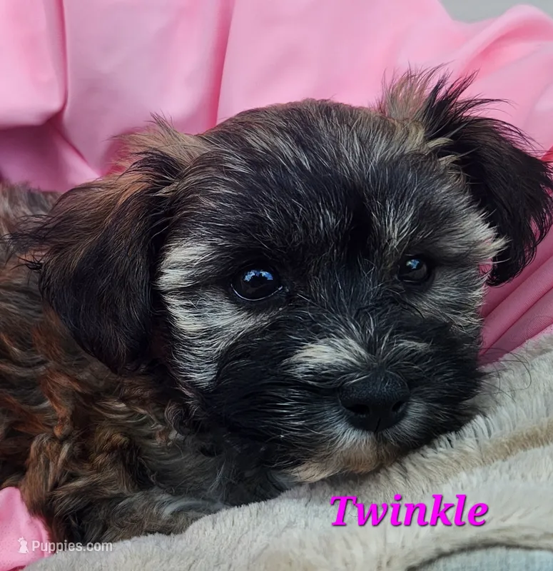 Twinkle – Bichon Frise, Yorkshire Terrier puppy for sale in Sheridan, MI