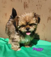 Peggy, a female Shorkie for sale in Sheridan, MI – 2 of 3