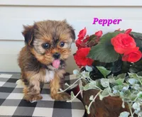 Pepper, a female Shorkie for sale in Sheridan, MI – 7 of 8
