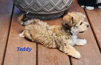 Teddy, a male Bichon Frise and Yorkshire Terrier for sale in Sheridan, MI – 8 of 8