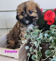 Petunia, a female Shorkie for sale in Sheridan, MI – 3 of 10