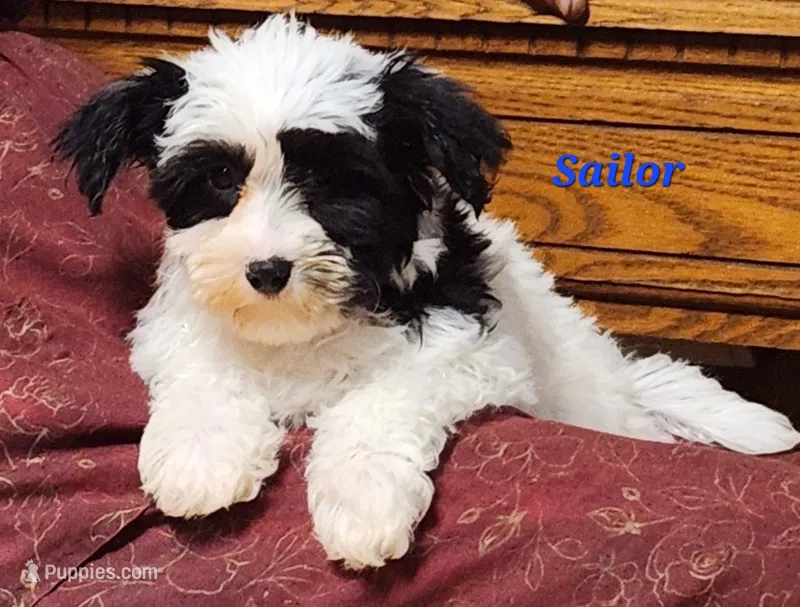Sailor – Bichon Frise, Yorkshire Terrier puppy for sale in Sheridan, MI