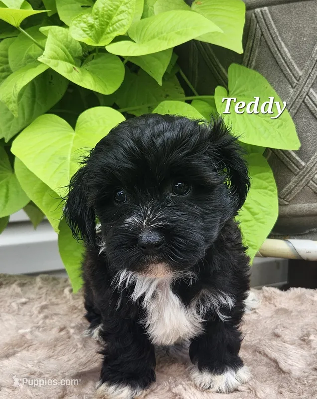 Teddy – Bichon Frise, Yorkshire Terrier puppy for sale in Sheridan, MI