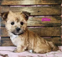Ellie, a male Morkie for sale in Sheridan, MI – 8 of 8