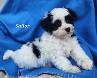 Sailor, a male Bichon Frise and Yorkshire Terrier for sale in Sheridan, MI – 3 of 5