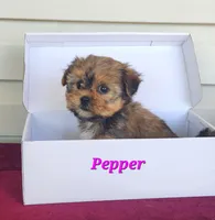 Pepper, a female Shorkie for sale in Sheridan, MI – 4 of 8
