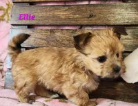 Ellie, a male Morkie for sale in Sheridan, MI – 3 of 8
