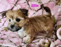 Ellie, a male Morkie for sale in Sheridan, MI – 4 of 8