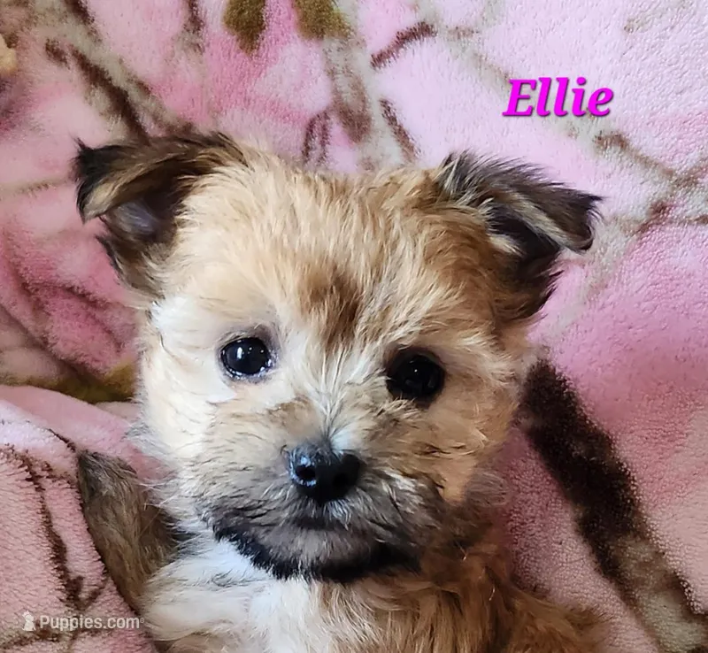 Ellie – Morkie puppy for sale in Sheridan, MI