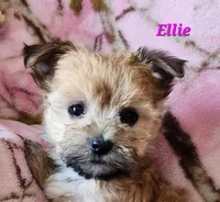 Ellie, a male Morkie for sale in Sheridan, MI – 1 of 8