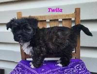 Twila, a female Bichon Frise and Yorkshire Terrier for sale in Sheridan, MI – 2 of 6