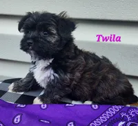 Twila, a female Bichon Frise and Yorkshire Terrier for sale in Sheridan, MI – 4 of 6