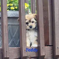 Teddy, a male Bichon Frise and Yorkshire Terrier for sale in Sheridan, MI – 6 of 8