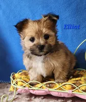 Elliot, a male Morkie for sale in Sheridan, MI – 2 of 3