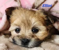 Elliot, a male Morkie for sale in Sheridan, MI – 1 of 3