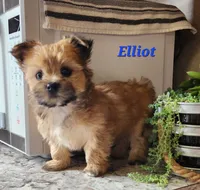 Elliot, a male Morkie for sale in Sheridan, MI – 3 of 3