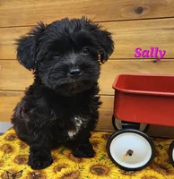 Sally, a female Bichon Frise and Yorkshire Terrier for sale in Sheridan, MI – 2 of 4