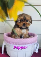 Pepper, a female Shorkie for sale in Sheridan, MI – 6 of 8