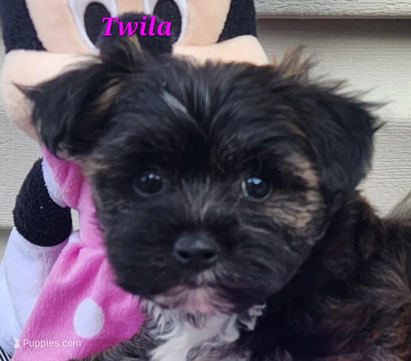 Twila – Bichon Frise, Yorkshire Terrier puppy for sale in Sheridan, MI