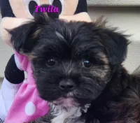 Twila, a female Bichon Frise and Yorkshire Terrier for sale in Sheridan, MI – 1 of 6