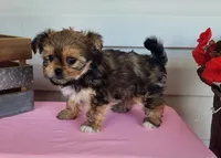 Penny, a female Shorkie for sale in Sheridan, MI – 5 of 6
