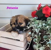 Petunia, a female Shorkie for sale in Sheridan, MI – 4 of 10