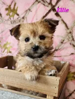 Ellie, a male Morkie for sale in Sheridan, MI – 5 of 8