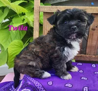 Twila, a female Bichon Frise and Yorkshire Terrier for sale in Sheridan, MI – 6 of 6