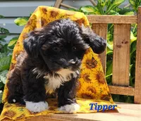 Tipper, a male Bichon Frise and Yorkshire Terrier for sale in Sheridan, MI – 3 of 5