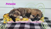 Petunia, a female Shorkie for sale in Sheridan, MI – 9 of 10