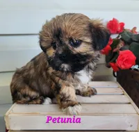 Petunia, a female Shorkie for sale in Sheridan, MI – 5 of 10