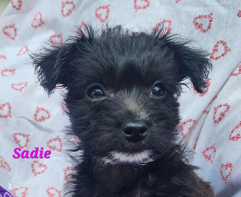 Sadie – Bichon Frise, Yorkshire Terrier puppy for sale in Sheridan, MI
