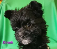 Dinah, a female Bichon Frise and Yorkshire Terrier for sale in Sheridan, MI – Photo 2 of 6