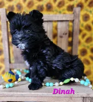 Dinah, a female Bichon Frise and Yorkshire Terrier for sale in Sheridan, MI – Photo 3 of 6